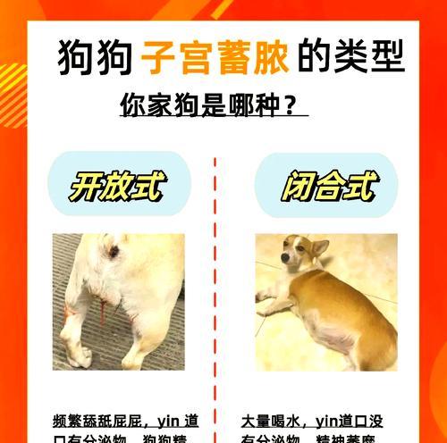 狗子宫感染症状及预防措施（探寻狗子宫感染的症状及应对策略，让你的爱犬健康无忧）