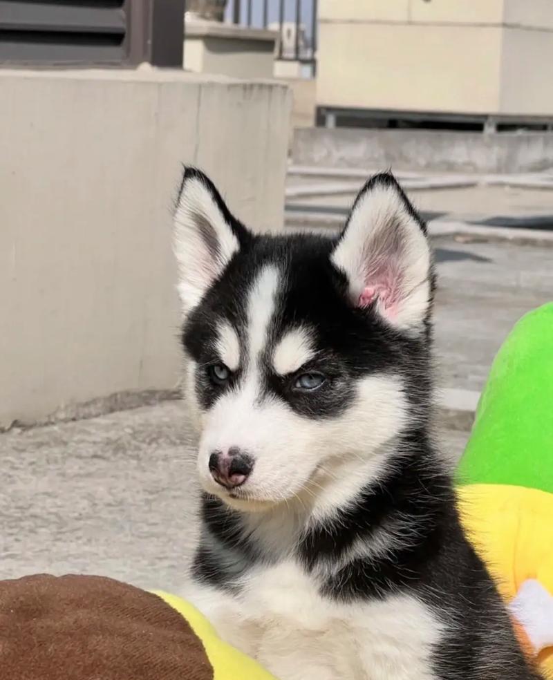 哈士奇幼犬驱虫周期与方法（保护幼犬健康，了解哈士奇驱虫的重要性）