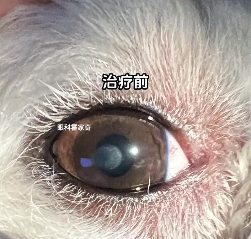 狗狗眼睛发炎的治愈时间究竟需要多久？（了解狗狗眼睛发炎的治愈时间及关键因素）