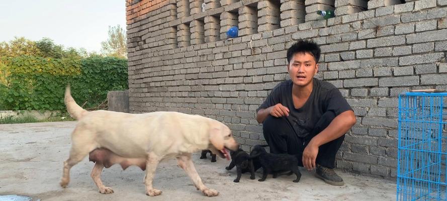 狗狗成长中的典型行为（了解狗狗成长中的行为特征，更好地呵护它们健康成长）