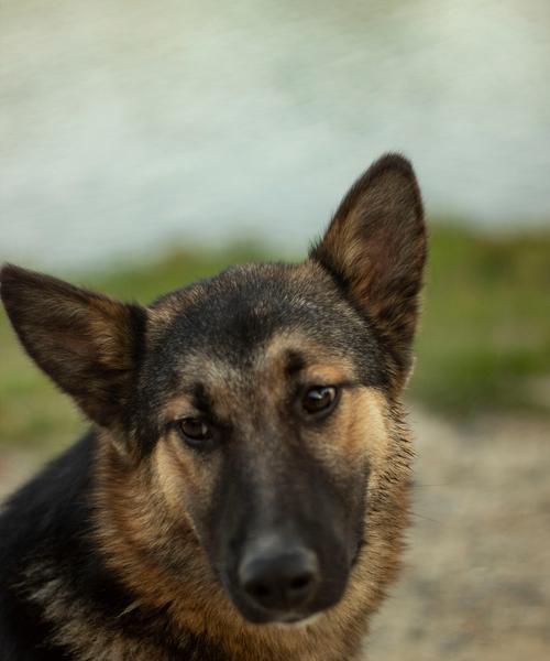 探索猎犬世界的多样性（从猎犬家族中发现各具特色的品种）
