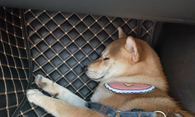 网友自作主张给柴犬剃毛，狗子看到镜子里的自己（网友无意间变身造型师，让柴犬惊讶不已）