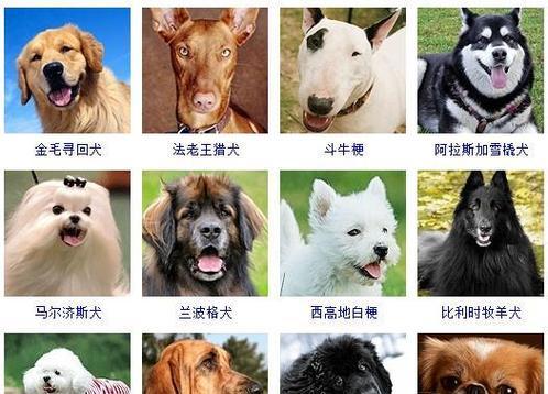 世界最聪明的名犬犬种（以智商高著称的聪明犬种汇总）