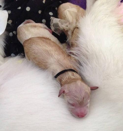 泰迪犬脐带的咬断时间研究（揭开泰迪犬咬断脐带的奥秘，了解新生幼犬的健康）
