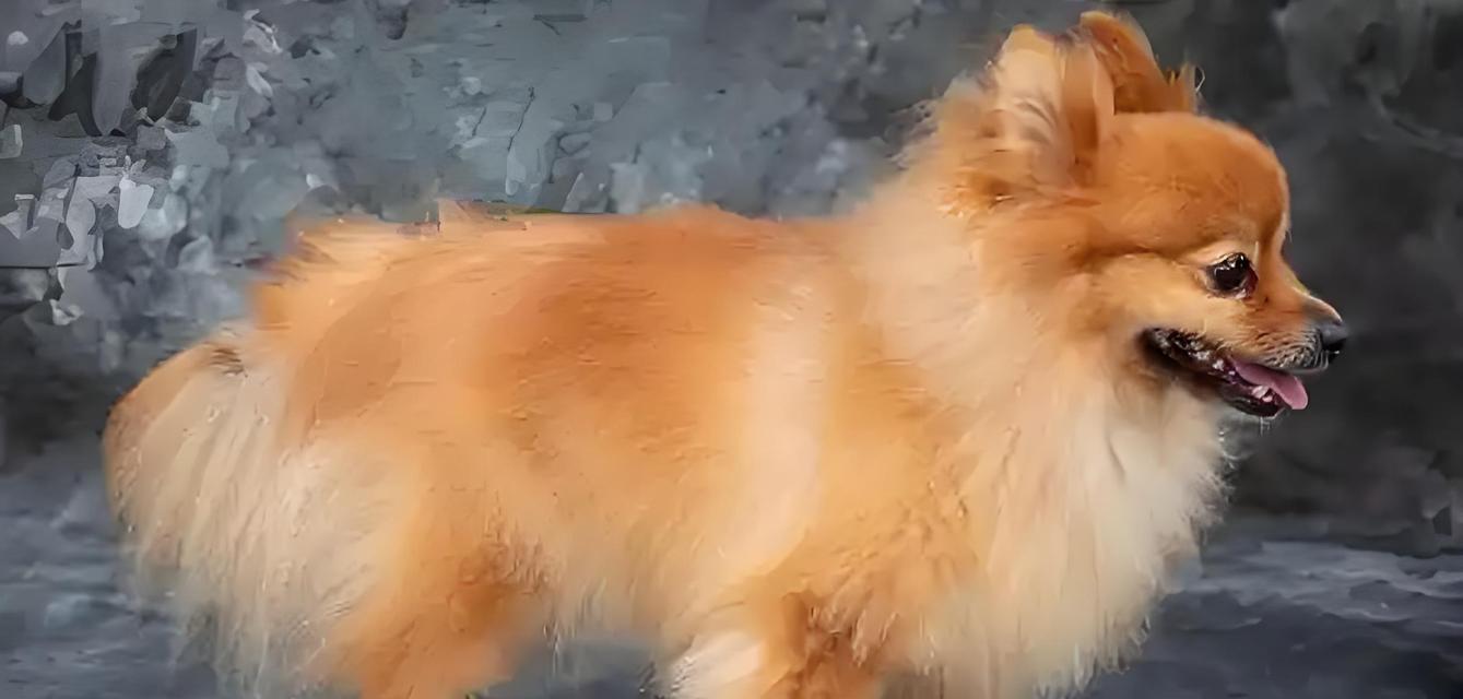 揭秘常见宠物狗的寿命（探索15种常见宠物狗的预期寿命，了解如何延长它们的生命）