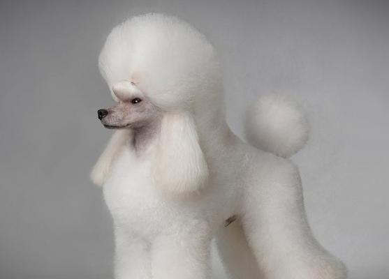贵宾犬（探寻贵宾犬繁殖周期及其特点）