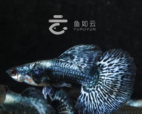常见热带鱼品种及特点解析（探索热带鱼的奇妙世界，了解它们的品种和生态习性）