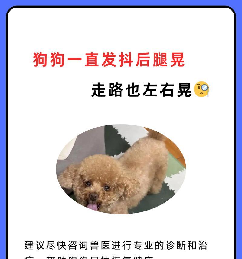小狗狗的成长之路（揭秘小狗狗学会走路的时间以及关键影响因素）