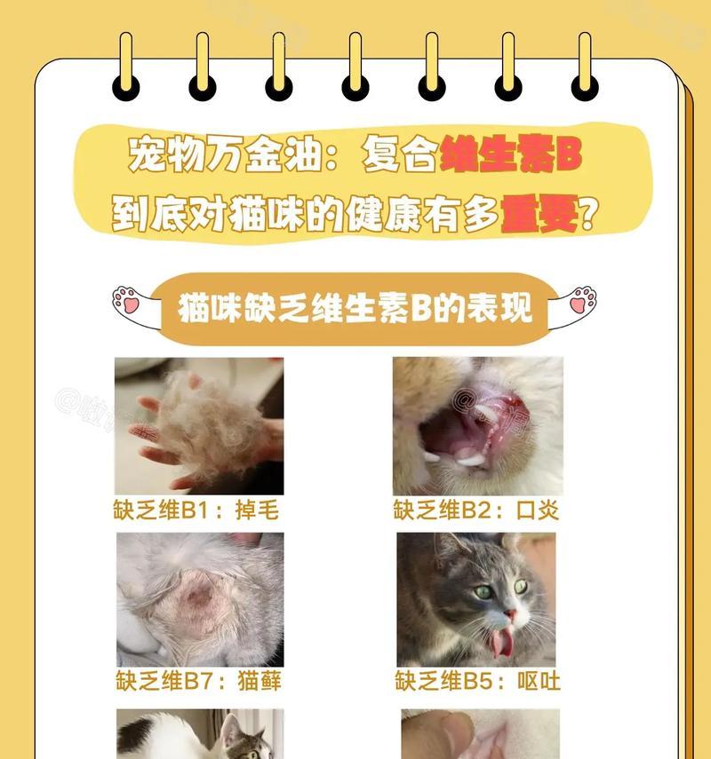 小猫维生素B的摄入时间和剂量掌握（保证小猫健康成长的关键）
