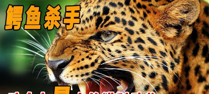 世界上咬合力最强的四种动物（探索动物界中的咬合力巨兽，比人类高数十倍）