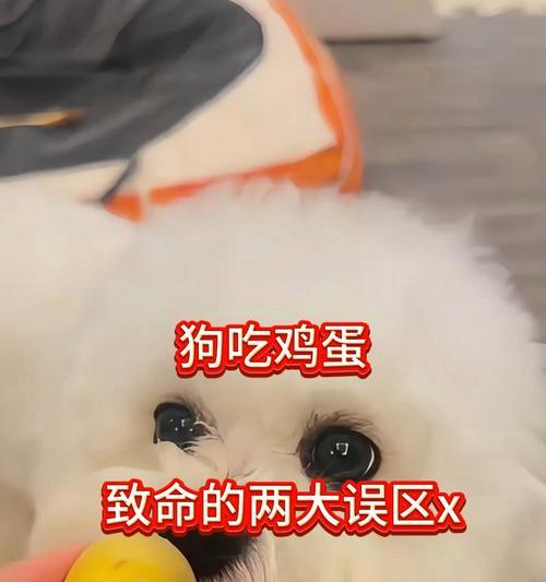 宠物吃鸡蛋的正确方式（蛋黄与蛋清的区别以及如何正确喂养宠物狗）