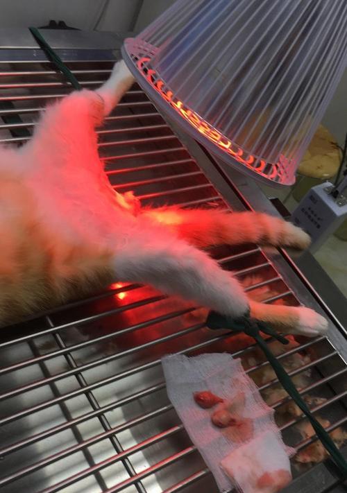 猫咪阉后的康复时间及注意事项（了解猫咪阉后康复时间，做好护理工作）