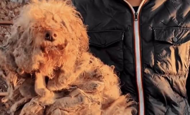 泰迪犬寿命及老狗判断方法（了解泰迪犬的平均寿命和老化迹象，为宠物的养护提供参考）