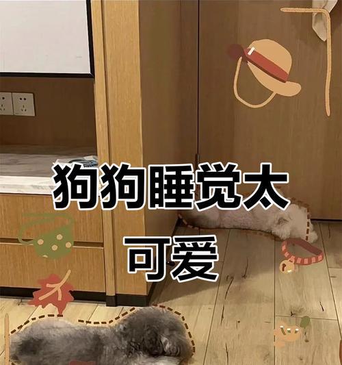 幼犬一天应睡多久？（探究幼犬的睡眠需求量）
