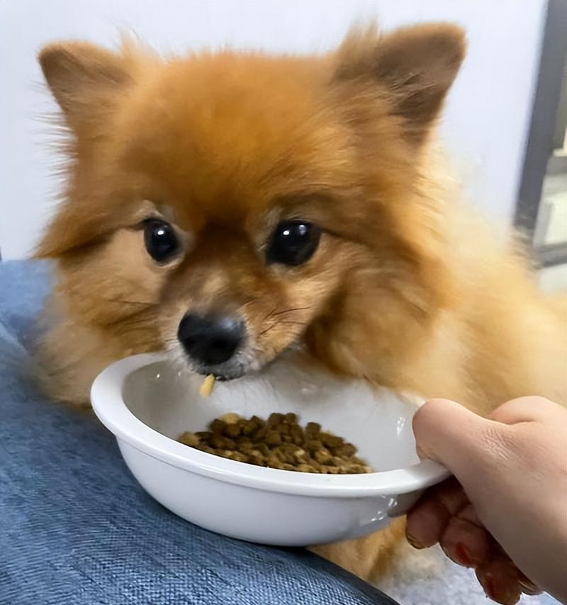 博美吃鸡骨头后症状及处理方法（了解博美吃鸡骨头后的症状和如何正确处理）