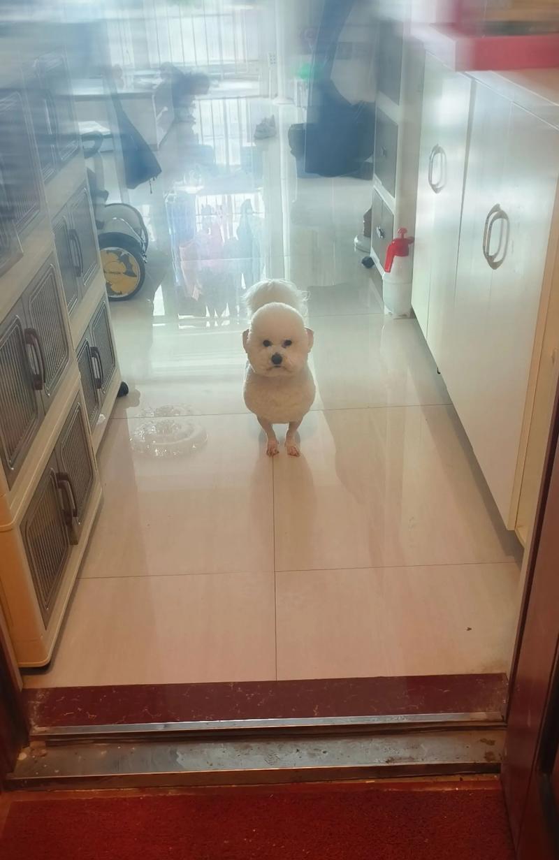 比熊犬毛剪长了多久长长？（从剪毛频率到维持美观，掌握关键诀窍）
