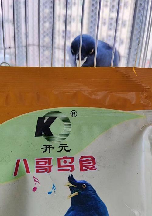 八哥一斤鸟食能吃多久？（揭秘八哥鸟的食量及食物消耗速度）