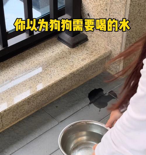 小狗狗饮水频率及养护技巧（狗狗喝水频率与健康管理的关系）
