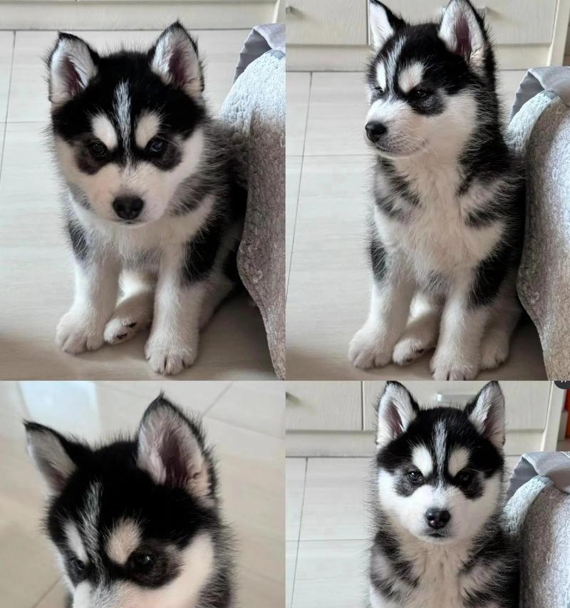 两个月大幼犬哈士奇体温异常应如何处理？（急需注意！两个月大幼犬哈士奇的体温异常可能意味着什么？）