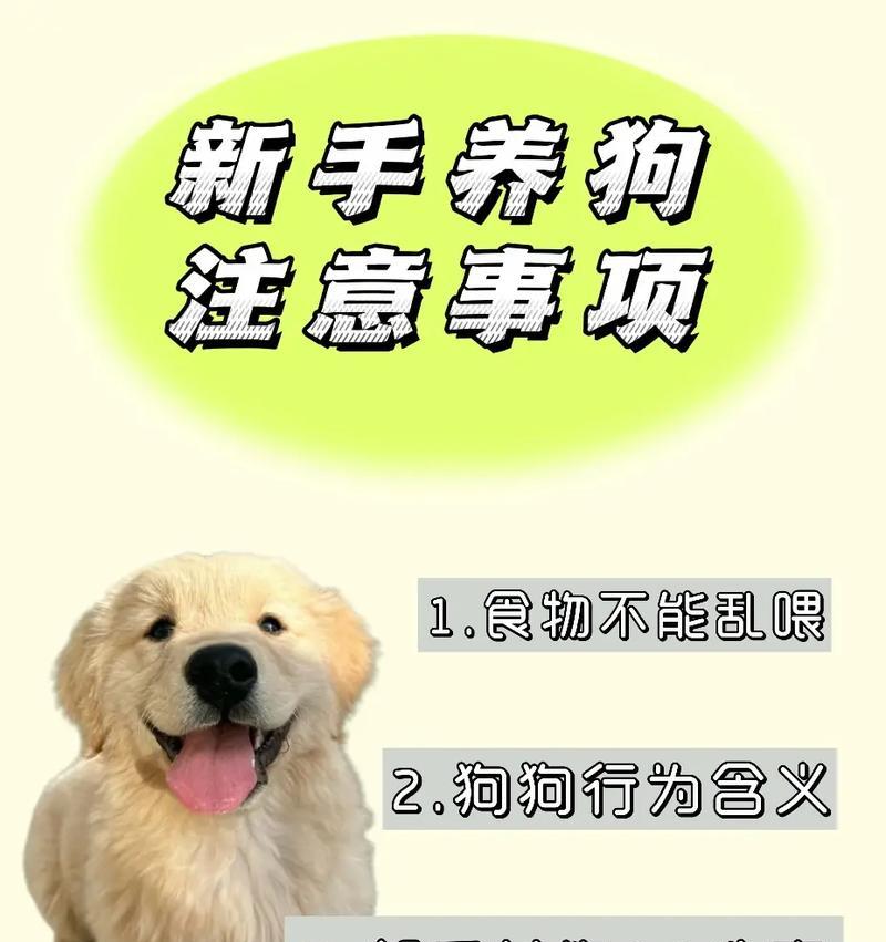 养狗新手必读（应对狗狗成长中的挑战，关键在于耐心与爱）