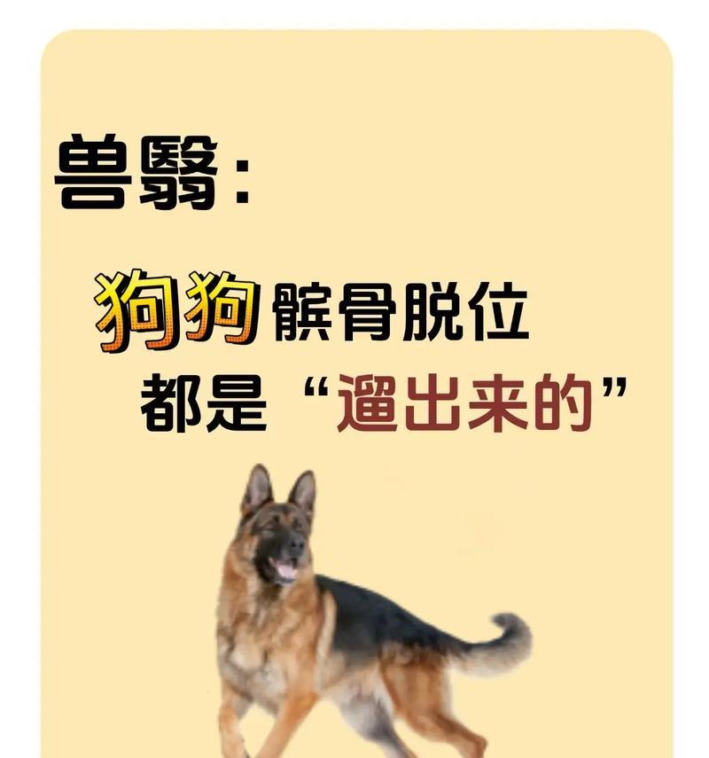 狗脱臼的症状及处理方法（了解狗脱臼的症状，保护你的爱犬健康）
