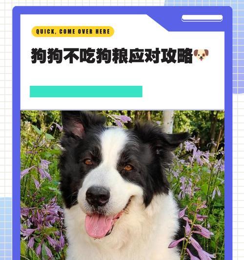 小狗多久吃狗粮不用泡？（饲养小狗的注意事项和喂食建议）