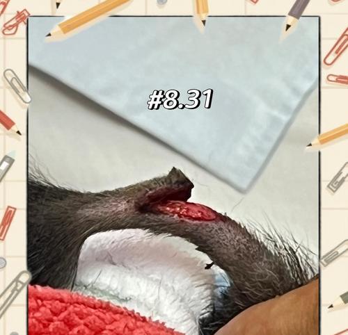 猫咪受伤后康复需要多长时间？（探究猫咪受伤后康复的时间和关键因素）