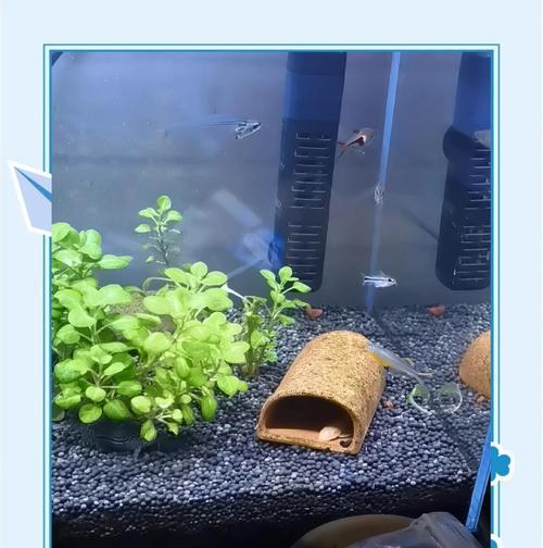 如何养护热带鱼的关键要点（打造完美的热带鱼水族箱环境，让它们健康快乐生活）