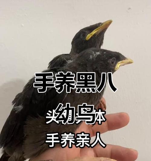 八哥的成长周期及饲养要点（探秘八哥成长周期与照顾技巧，帮助你打造温馨的养鸟环境）