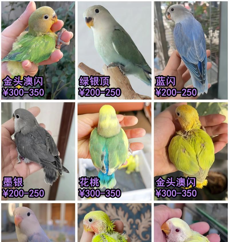 牡丹鹦鹉的孵化过程与时长（探究牡丹鹦鹉孵化的关键因素和时间节点）