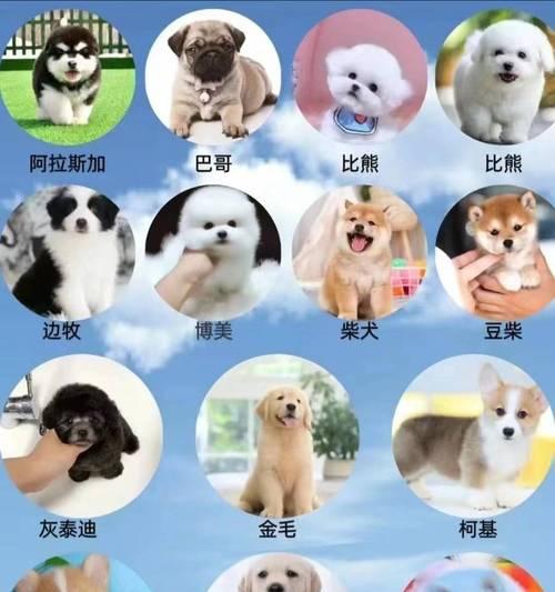萨摩耶犬价格调查（了解萨摩耶犬价格的关键因素和市场趋势）