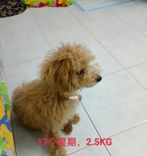 泰迪犬毛发不好怎么办？（解决泰迪犬毛发问题的有效方法）