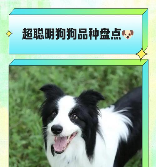 格力犬（为什么以聪明的人都去养格力犬了？）