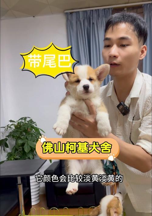 佛山大型犬舍（佛山养犬人士首选的大型犬舍，提供专业、贴心的服务）