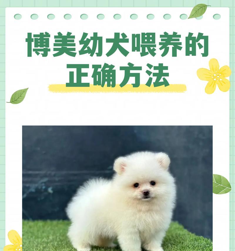 博美到家后多久可以洗澡？（解读博美狗狗洗澡的时间间隔及注意事项）