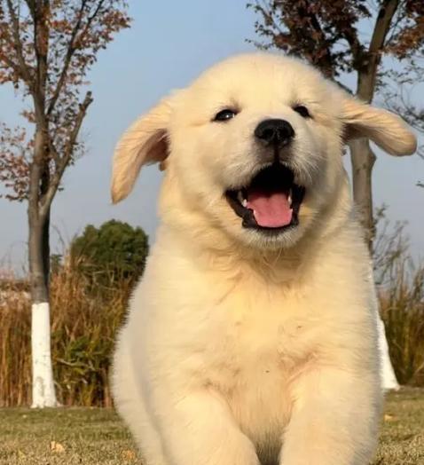 纯种金毛犬的七大特点（为什么纯种金毛犬备受喜爱？）
