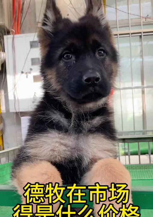 如何选择合适的德国牧羊犬幼犬（价格、品种和性格是你需要考虑的关键因素）