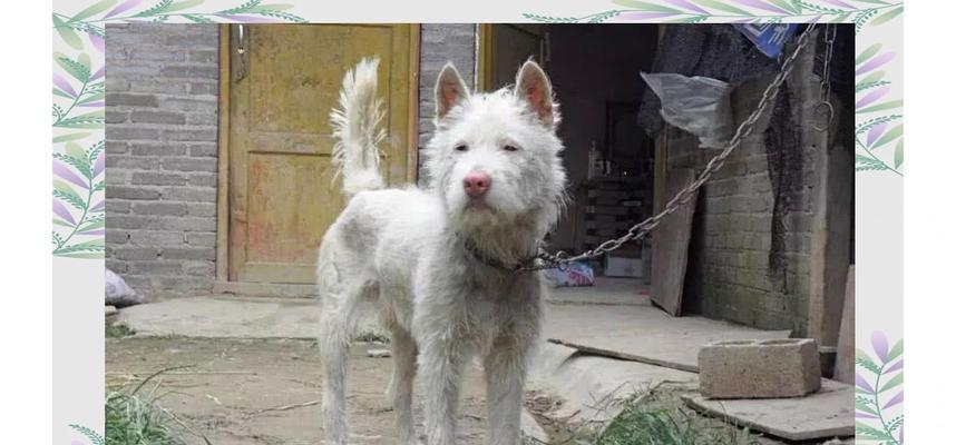 下司犬犬种饲养减少的5大缺点，导致众多人望而却步！（为什么越来越少人选择饲养下司犬？）