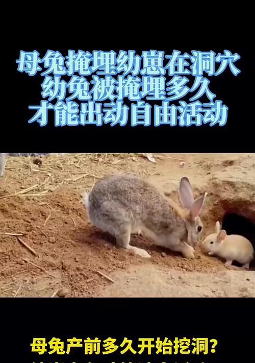 母兔的繁殖周期及特点（揭开母兔发情的神秘面纱）