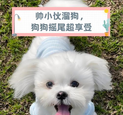 家犬摇尾的运动特征及其意义（揭秘家犬摇尾的奥秘，犬类行为的表达方式）