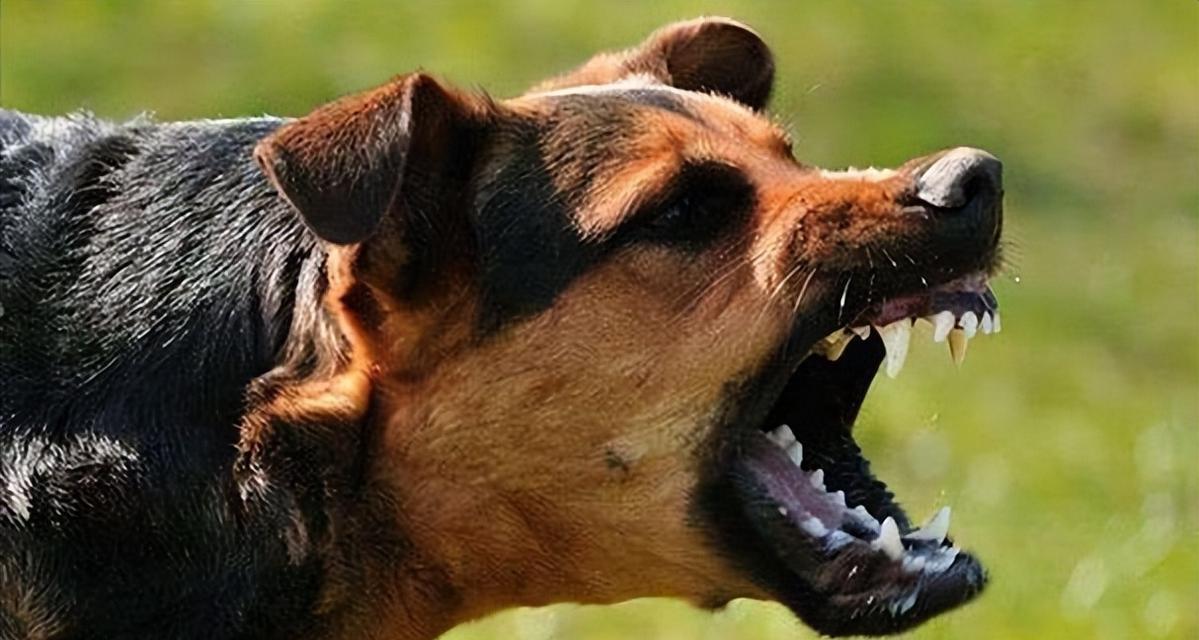 小狗早期狂犬病症状及处理方法（早期狂犬病症状如何辨认，如何处理？）