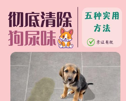 狗尿味存在多久？（了解狗尿气味残留的持续时间及影响因素）