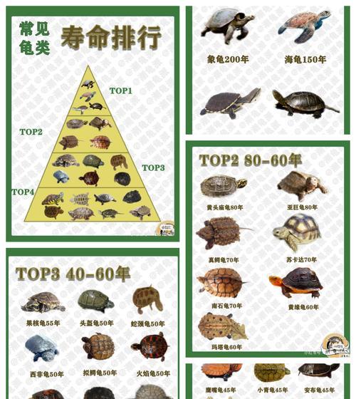 乌龟的饮食与成长速度——探寻乌龟吃什么能够促进其生长（揭秘乌龟的杂食特性及快速成长的关键）