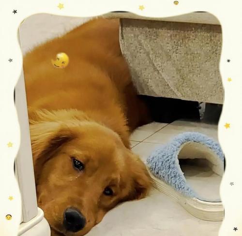 狗狗也有糖尿病！（了解狗狗糖尿病的迹象和预防方法）
