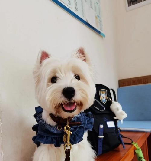 狗狗洗澡后多久打疫苗？（洗澡后的适时接种是保护狗狗健康的关键）