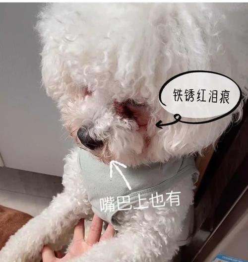 如何轻松解决贵宾犬泪痕问题（5个简单方法让你的贵宾犬恢复清澈明亮的眼睛）