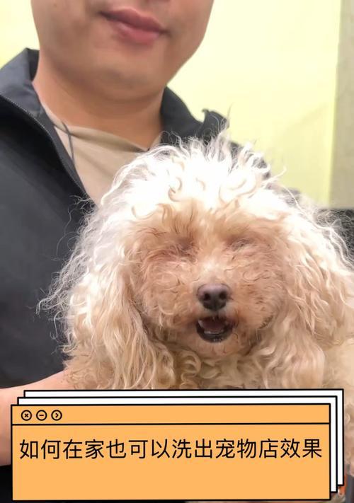 小狗出生后何时可以洗澡？（给小狗洗澡的最佳时机以及注意事项）