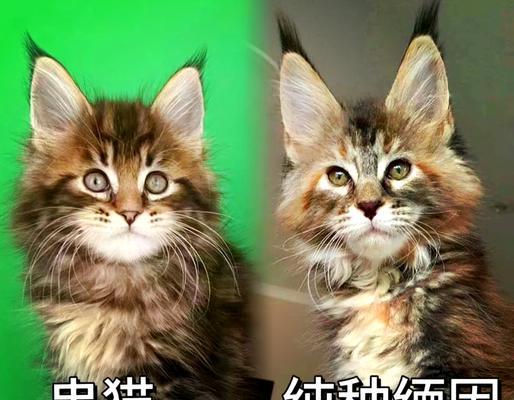 缅因猫的成长周期及特点（探索缅因猫从幼猫到成熟猫的完整发育过程）