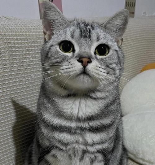 美短猫的优点和缺点（了解美短猫的特点，更好地选择它作为宠物）