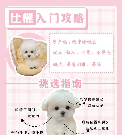 比熊剃毛后多久能长回原样？（宠物比熊毛发恢复所需时间及关键影响因素）